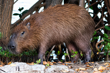 capybara in nature