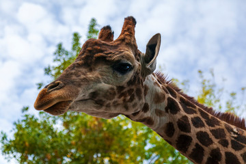 Zoo, giraffe head close up, Portrait of a giraffe on the background of blue sky.