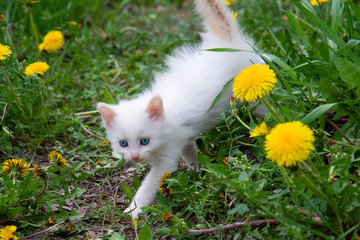 Small white kitten with blue eyes in yellow dandelions.