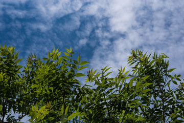Tree branches against a cloudy sky. Top to bottom view. Young green foliage glows in the sun. Nature background with copy space.