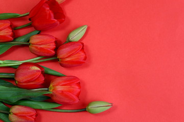 Red tulips on a red background with a place for inscription