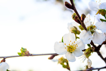 spring cherry blossom