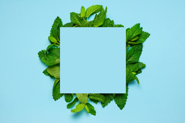 Fresh green leaves of mint, lemon balm, peppermint and blue blank paper on blue background top...