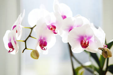 White orchid flowers in the sunlight. Branch in bloom, home gardening