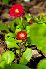 Photo of pink wild daisies among the grass
