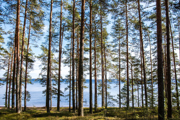 Obraz premium View of the pine tree forest and Lake Saimaa on the background, Kylaniemi island, Finland