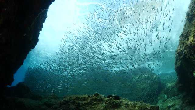 silversides hiding behind secret rocks  under sun shine and beams underwater silverside fish school wavy sea protection ocean scenery