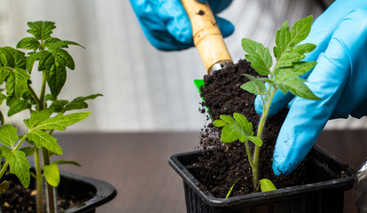 Agriculture and vegetable growing.
Female hands in gloves using garden tools transplant young tomato seedlings in early spring, shot in close-up during a seedling transplant.