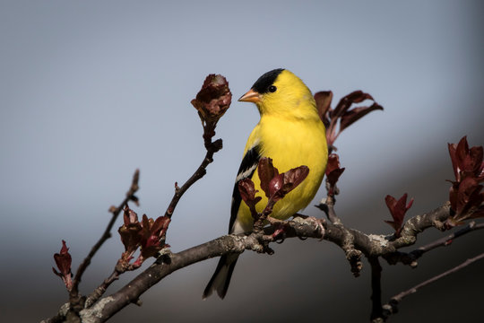 American Gold Finch On Branch