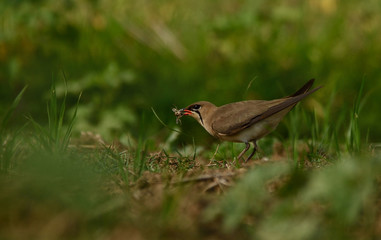 oriental pratincole bird