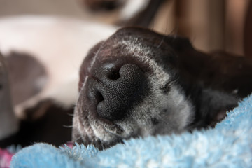 Sleeping dog with a beautiful nose at home on the bed