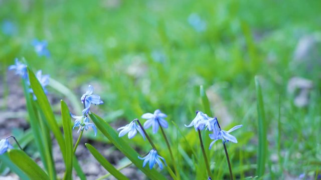 The closer look of the purple flower of the Siberian squill plant