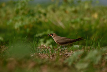 oriental pratincole bird