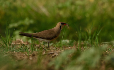 oriental pratincole bird