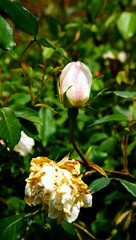 Fototapeta na wymiar Bourgeon de rose et rose fanée