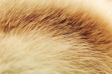 Beautiful natural Fox fur. Textured background. Blurred