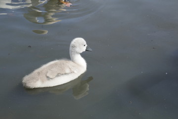 Swans with cygnets