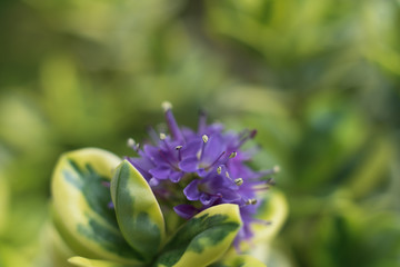 la fleur violette