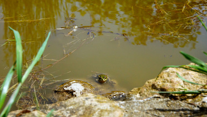 Petite grenouille avec la tête hors de l'eau