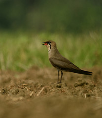 oriental pratincole bird