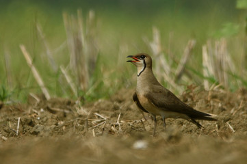 oriental pratincole bird