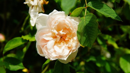 Gros plan sur une rose épanouie
