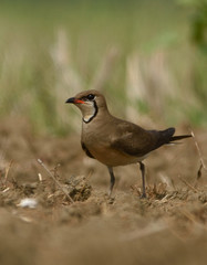 oriental pratincole bird