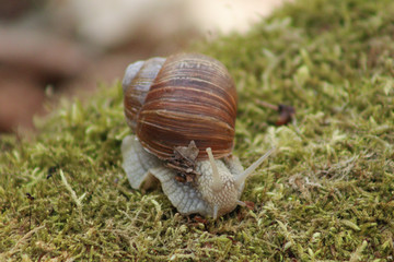 Snail in the forest