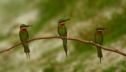 blue tail bee eater bird