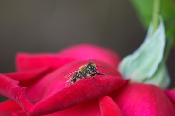 Bee on Red Rose Petals Front and Side view