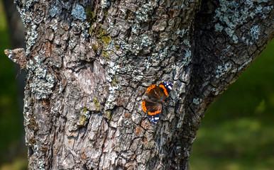 Portrait of a orange butterfly on tree bark in summer nature background 