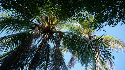 Fototapeta na wymiar Beautiful tropical palm tree with coconuts. Bottom view