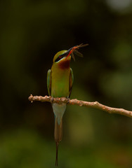 blue tail bee eater bird