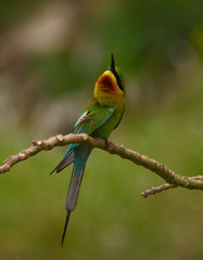 blue tail bee eater bird