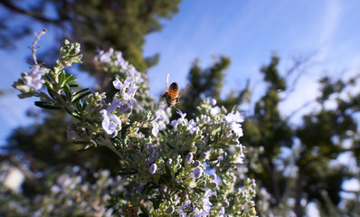 Bee flying from underneath to Rosemary flowers.