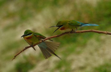 blue tail bee eater bird