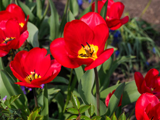 Tulips are colorful spring flowers on a Sunny day. Flower beds with bright tulip flowers.