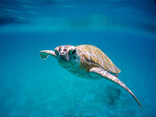 sea turtle swimming in the blue sea