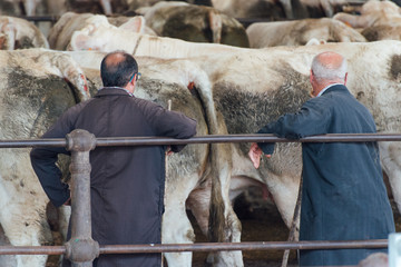 des fermiers regardant des vaches sur un marché aux bovins