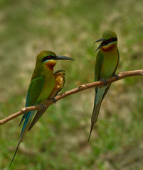 blue tail bee eater bird
