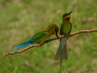 blue tail bee eater bird