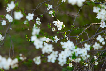 spring nature season of blossom white flowers on trees and blurred outside garden environment