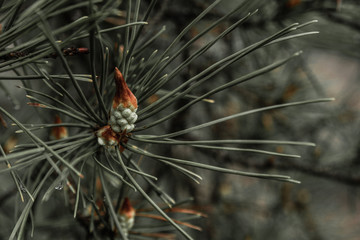 Fir tree brunch close up.