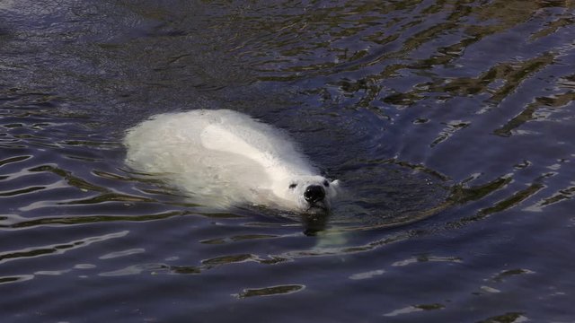 Polar bear (Ursus maritimus) is a hypercarnivorous bear whose native range lies largely within the Arctic Circle, encompassing the Arctic Ocean, its surrounding seas and surrounding land masses.