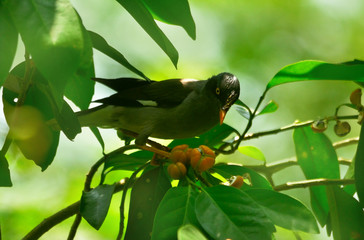 jungle mayna bird in perch