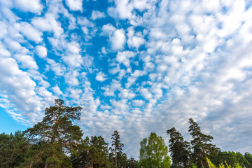 Beautiful cirrus clouds over coniferous forest