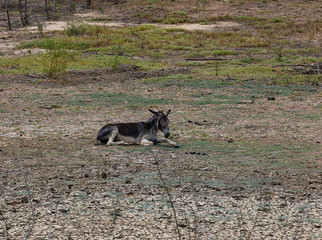 Fototapeta premium muares