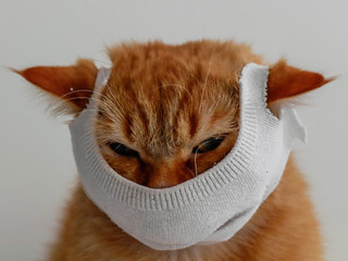 
Portrait of a red cat in a home-made mask from a coronavirus, closeup.