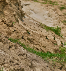 blue tail bee eater bird