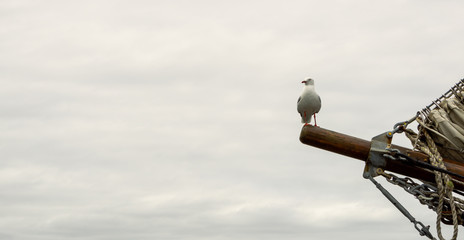 Silver gull (Larus novaehollandiae) on a bowsprit on an old sailing ship.